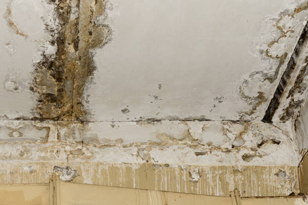 Best HVAC Mold Inspection and Cleaning  in Bartow, FL