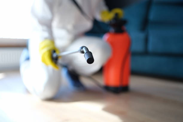 Best Basement Mold Removal  in Bartow, FL