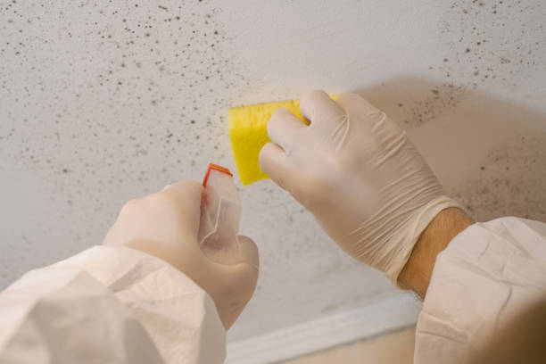 Best Air Quality Testing for Mold Spores  in Bartow, FL