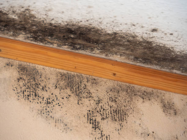 Trusted Bartow, FL Mold Removal Experts
