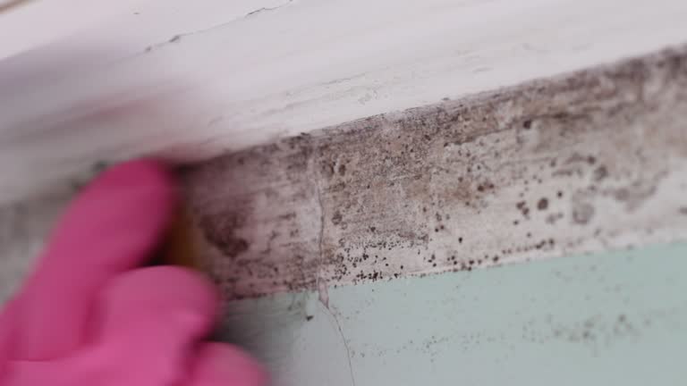 Best Biohazard Mold Removal  in Bartow, FL